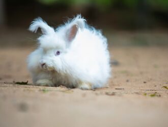 Angora rabbit