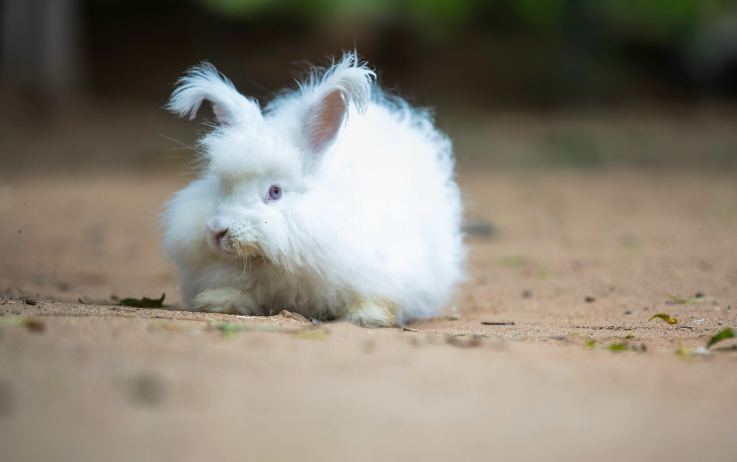 Angora rabbit